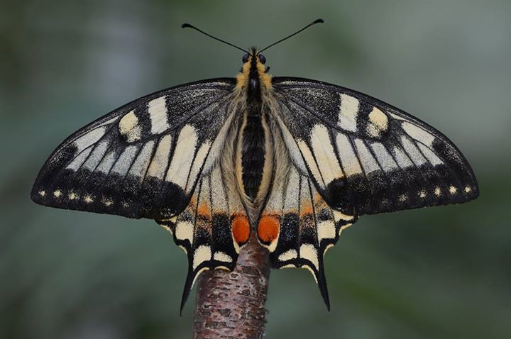 Papilio machaon hippocrates female (Aberration live spring form) (Internet Image property of respective owner, non-commercial use only)